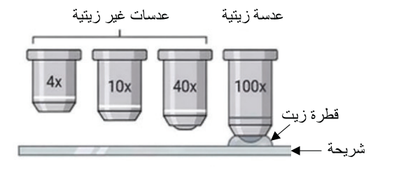 نشاط 1: المجاهر الضوئية المركبة