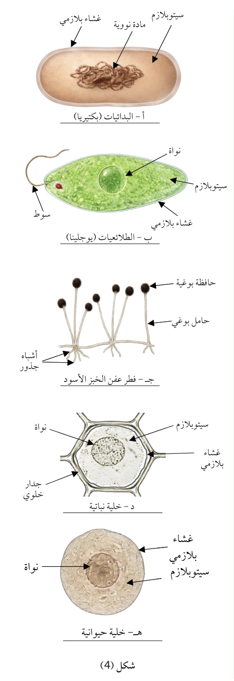 نشاط 2: خصائص الكائنات الحية