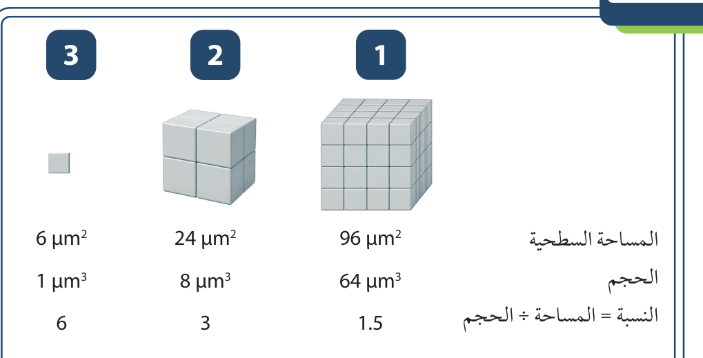 استكشف: العلاقة بين مساحة سطح الخلية وحجمها