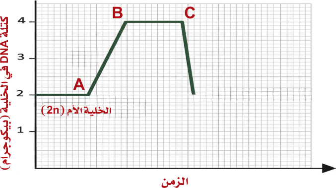 استكشف: كتلة DNA خلال الانقسام الاختزالي الأول