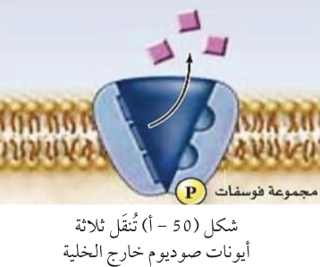 سؤال داخل المتن (صفحة 71): مضخّة الصوديوم - البوتاسيوم