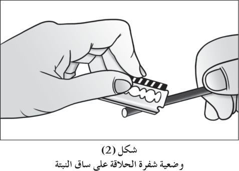شكل (2) وضعية شفرة الحلاقة على ساق النبتة