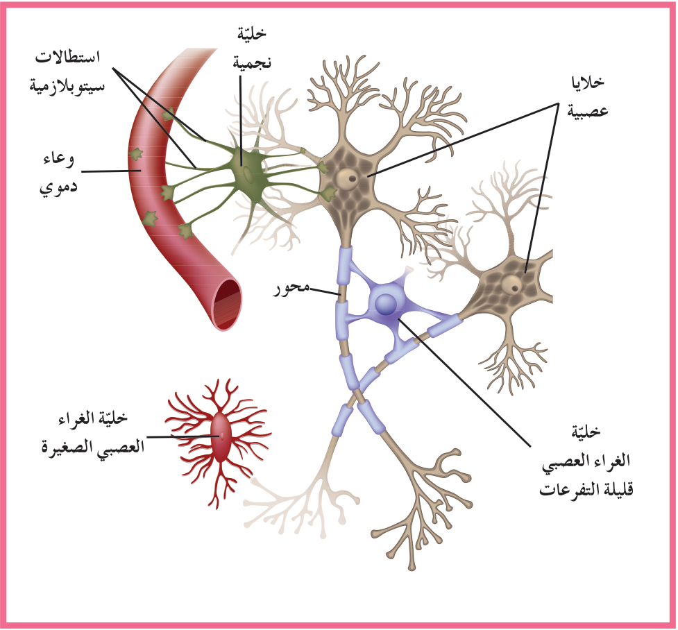 شكل (9–أ): أنواع خلايا الغراء العصبي