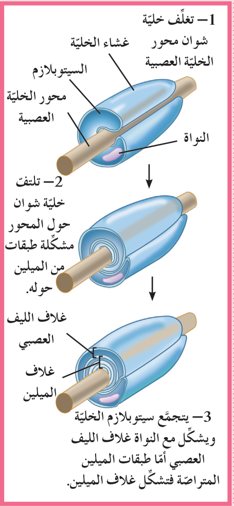 شكل (9–ب): تكوين غلاف الميلين