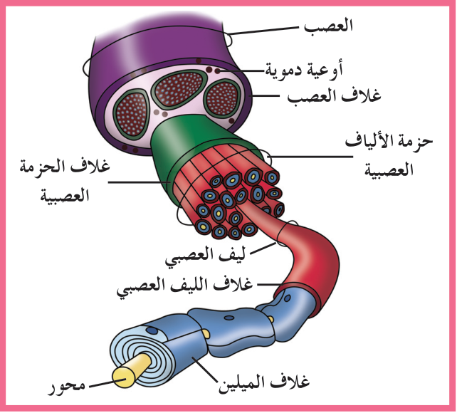 شكل (11): تركيب العصب