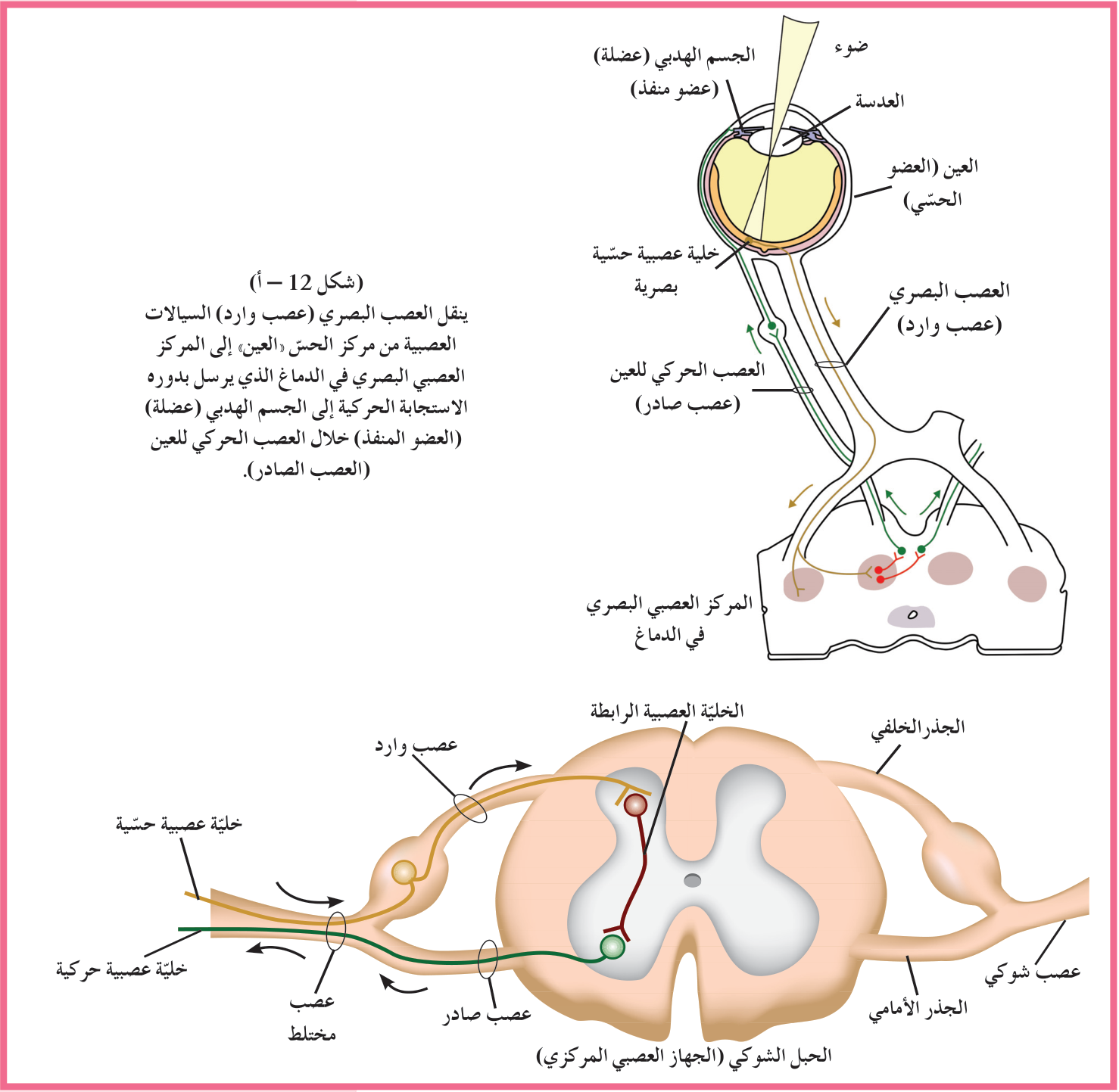 شكل (12–ب): العصب الشوكي عصب مختلط يتكوّن من ألياف عصبية واردة وأخرى صادرة.