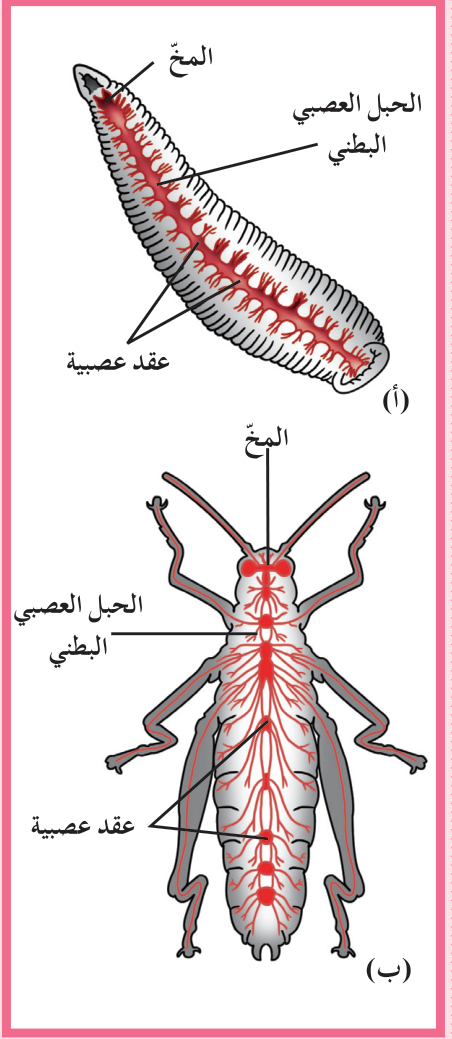 شكل (3)