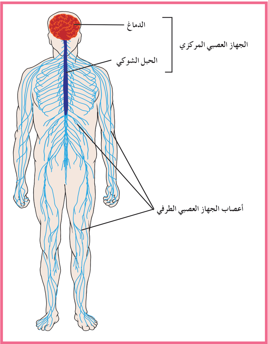 شكل (4): الجهاز العصبي لدى الإنسان