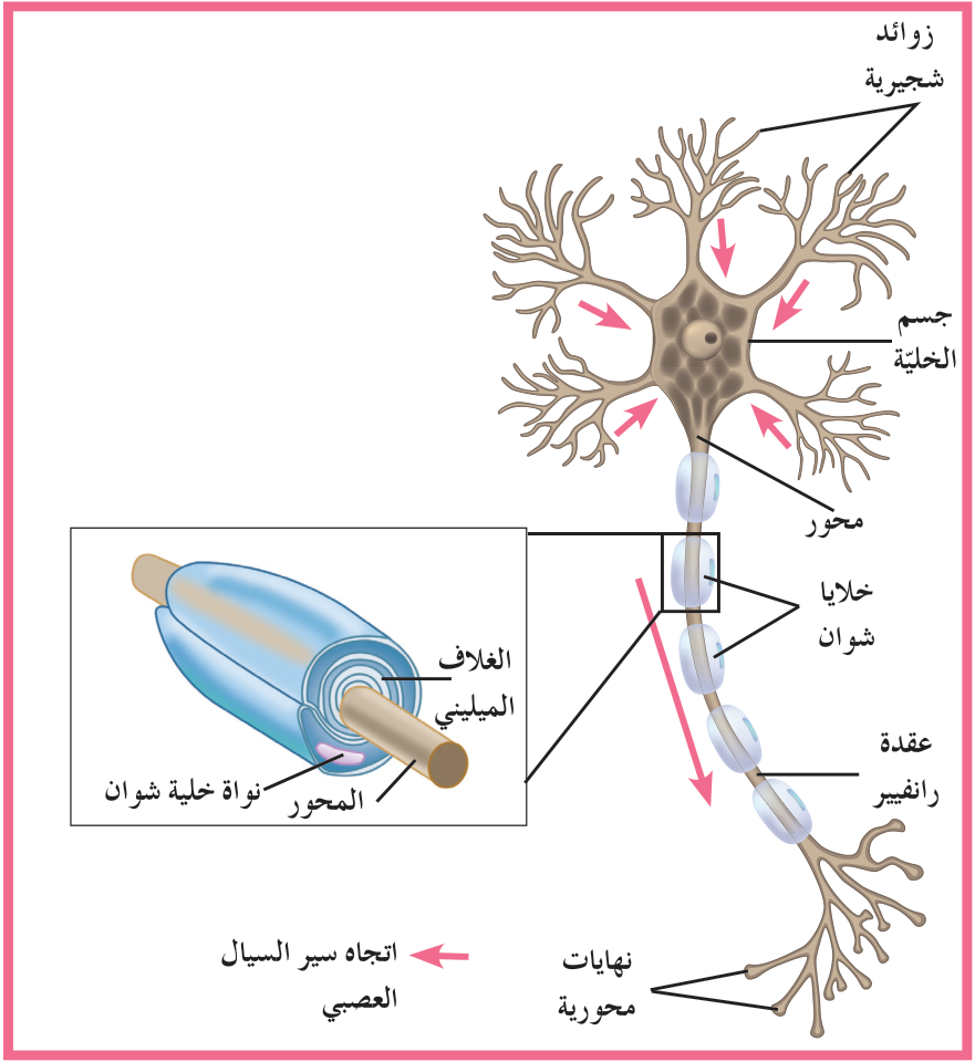 شكل (5): الخلية العصبية