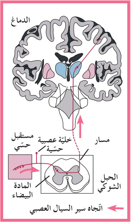 شكل (6): تشكّل مجموعة من الألياف العصبية في الحبل الشوكي (الجهاز العصبي المركزي) المسار الأمامي الجانبي المسؤول عن نقل الإحساسات بالألم والحرارة واللمس الواردة من الأعصاب الحسّية الطرفية إلى الدماغ لمعالجتها.