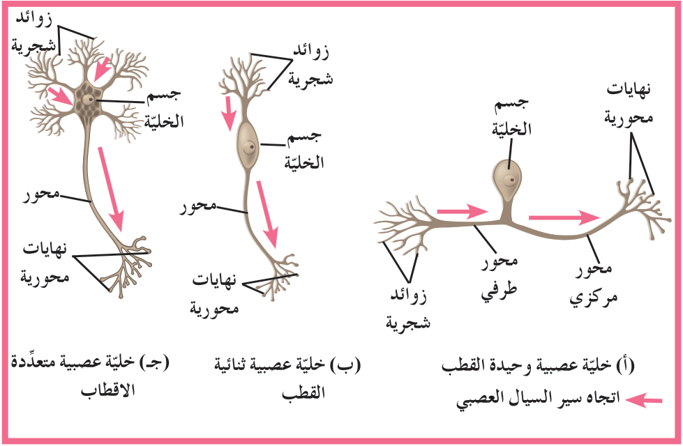 شكل (7): تنقسم الخلايا العصبية من حيث الشكل وعدد الاستطالات إلى ثلاثة أنواع: (أ) خلية عصبية وحيدة القطب (ب) خلية عصبية ثنائية القطب (ج) خلية عصبية متعدّدة الأقطاب.