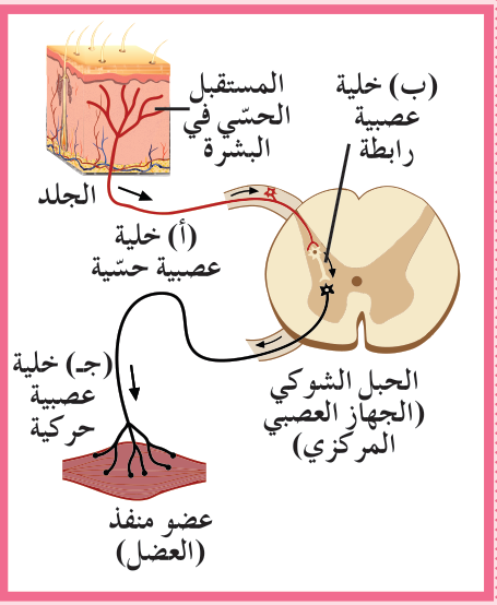 شكل (8): تنقسم الخلايا العصبية من حيث الوظيفة إلى: (أ) خلية عصبية حسّية (ب) خلية عصبية رابطة (ج) خلية عصبية حركية.