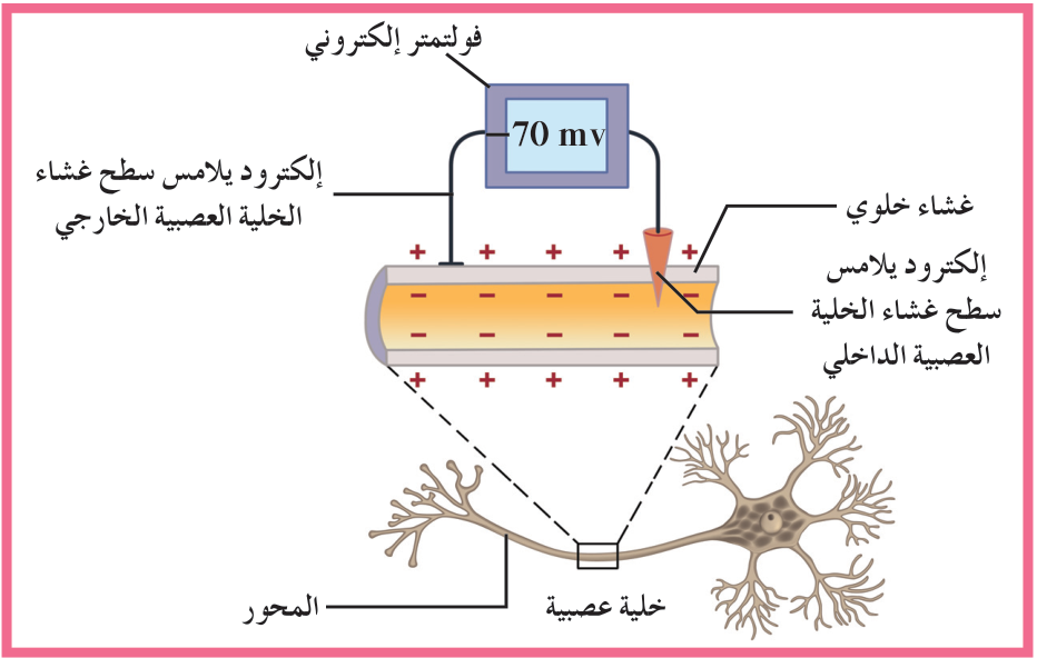 شكل (14)
يشير الفولتمتر الإلكتروني إلى وجود فرق جهد لغشاء الخلية العصبية يُعرف بجهد الراحة ويساوي −70 mv، وذلك بسبب اختلاف الشحنات بين السطح الداخلي لغشاء الخلية (وهو سالب) والسطح الخارجي لغشاء الخلية (وهو موجب).