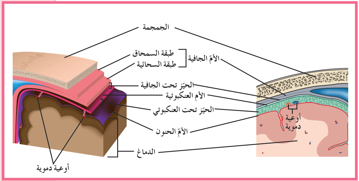 شكل (22)
الأغشية السحائية التي تحيط بالدماغ