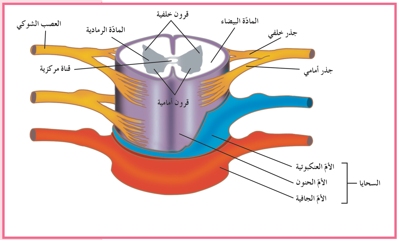 شكل (23)
تركيب النخاع الشوكي