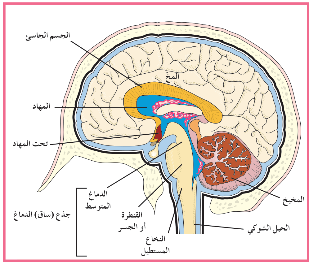 شكل (24 – أ)
مقطع طولي جانبي يبيّن تركيب الدماغ
ما وظائف الأجزاء التركيبية الثلاثة التي تكون جذع الدماغ؟