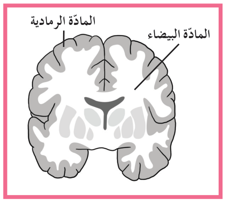 شكل (24 – ب)
مقطع طولي أمامي يوضّح منطقتي المادّة البيضاء في الوسط والمادّة الرمادية المحيطة بالدماغ.