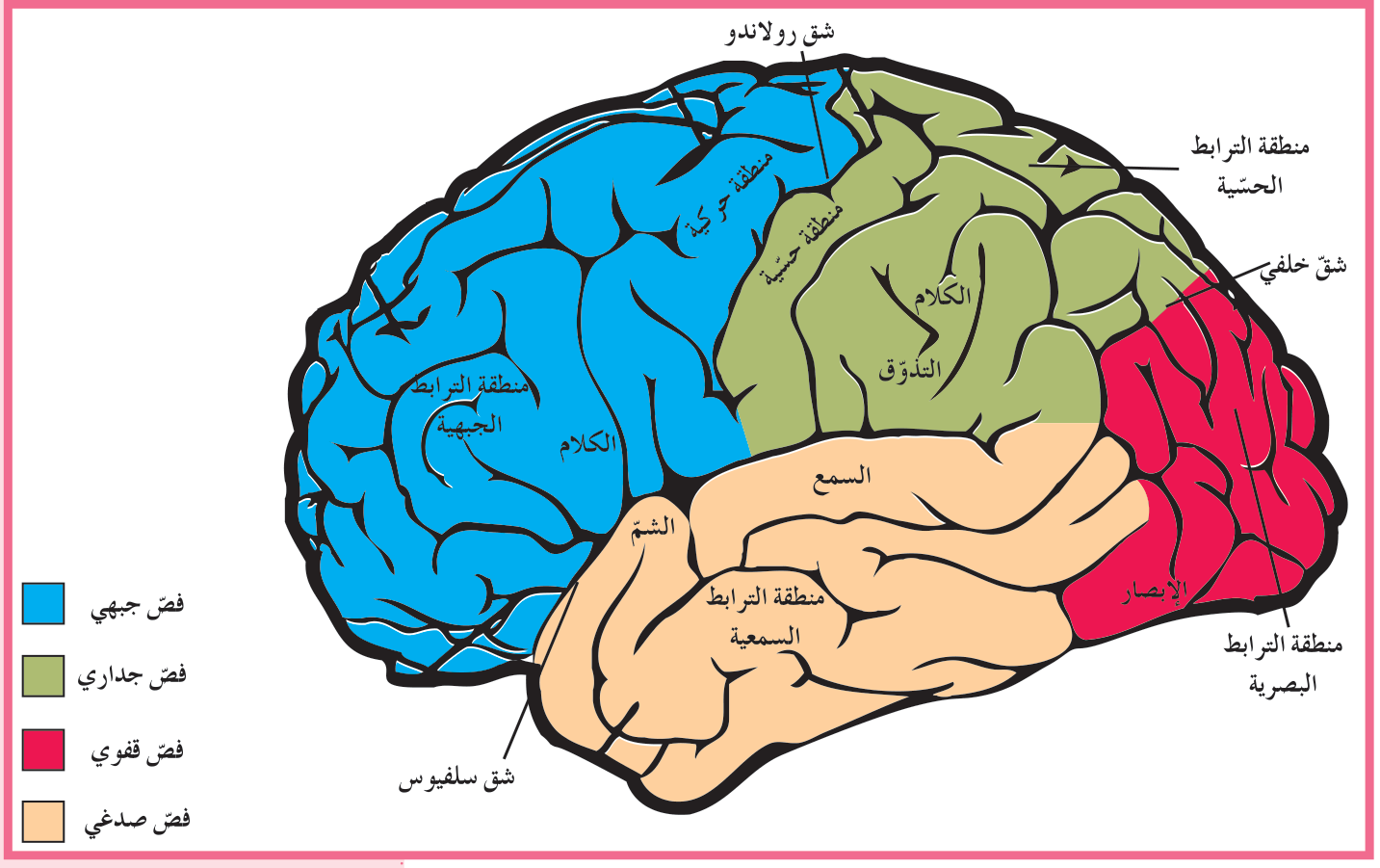 شكل (25)
تقسم كلّ نصف كرة مخّية إلى أربعة فصوص، وهي مسؤولة عن ضبط وظائف الجسم المختلفة بواسطة مناطق ترابط مختلفة الوظائف.