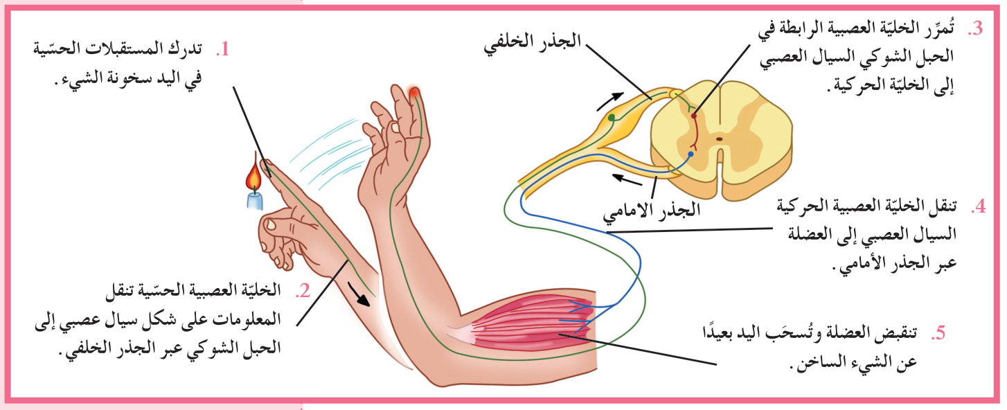 شكل (29)
القوس الانعكاسي
