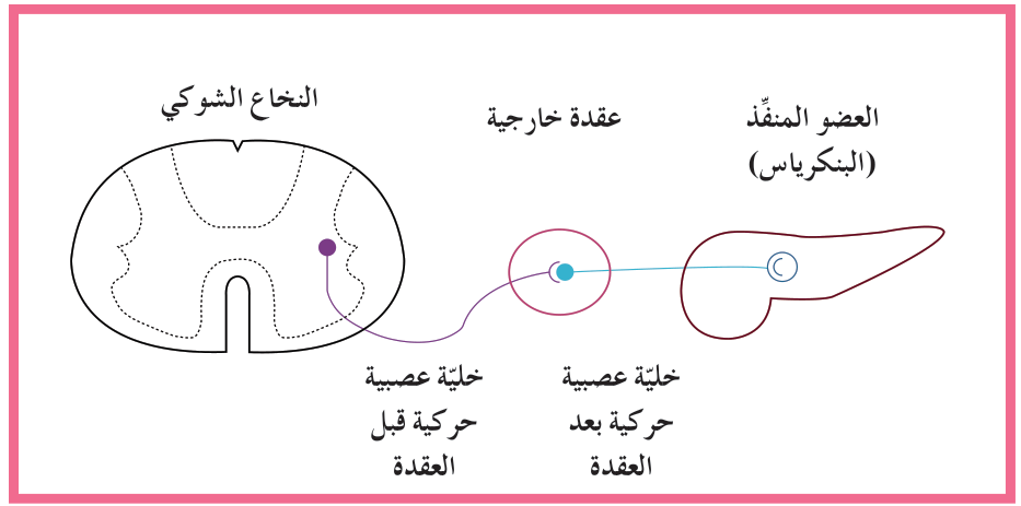 شكل (30)
الخلية العصبية الحركية قبل العقدة والخلية العصبية الحركية بعد العقدة في الجهاز العصبي الذاتي
