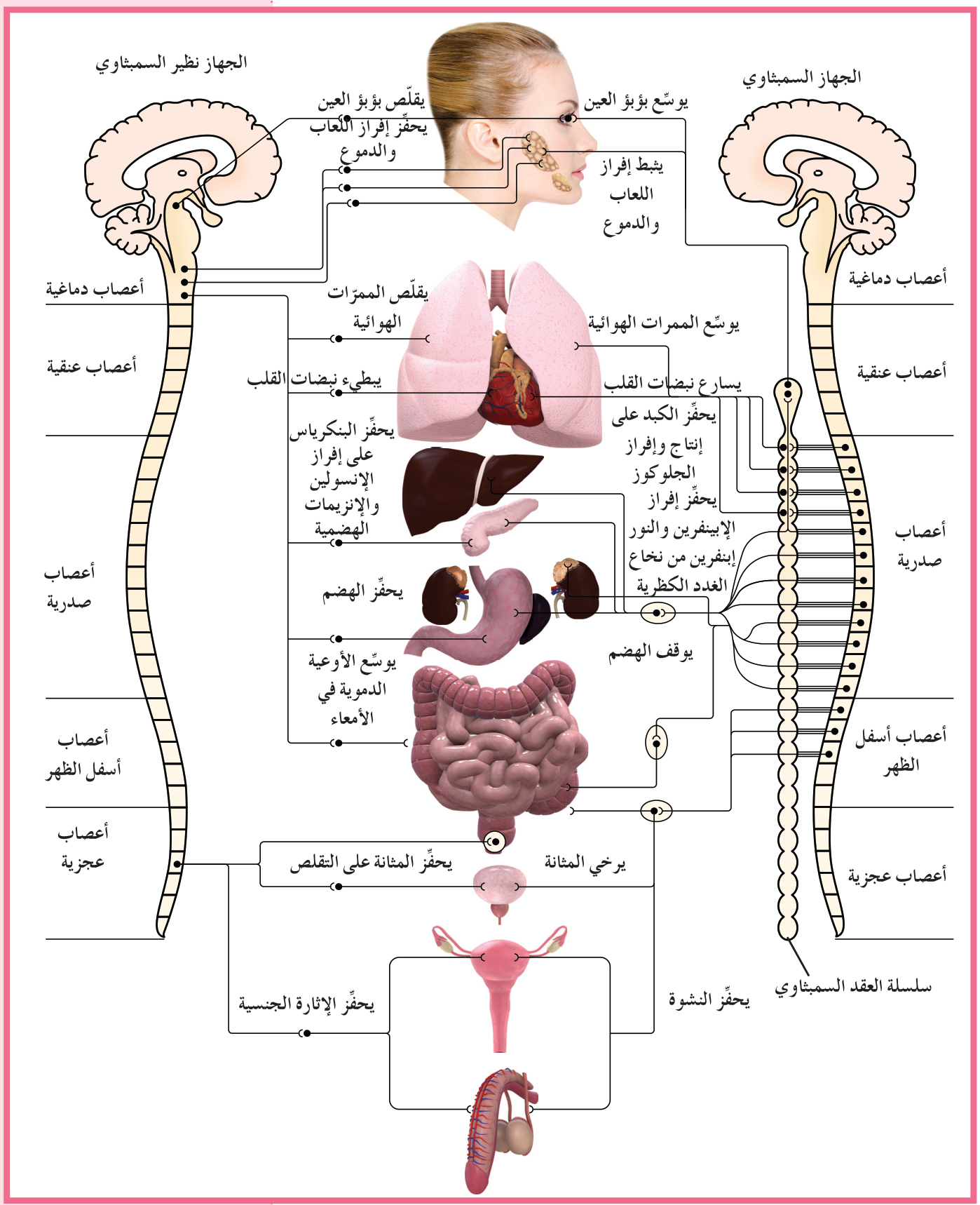 شكل (31)
يتكوّن الجهاز العصبي الذاتي من مجموعتين من الأعصاب الحركية — السمبثاوي ونظير السمبثاوي — تعملان بتوازن لضبط وظائف أعضاء الجسم وغدده. من أين تنشأ كلّ من أعصاب الجهازين العصبيين السمبثاوي ونظير السمبثاوي؟