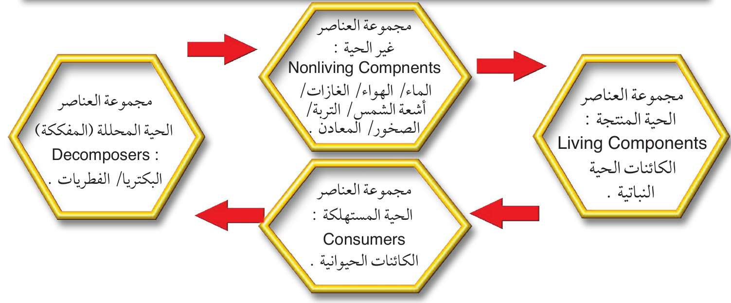 مجموعات النظام الأيكولوجي وتفاعلها كما في الشكل الأصلي.